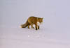Red fox