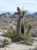 Joshua Tree